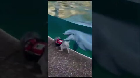 #shorts Смешные животные из Тик Ток 187 Funny animals from Tik Tok