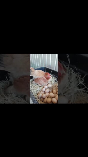 Chicken laying eggs doesn't want me to touch her