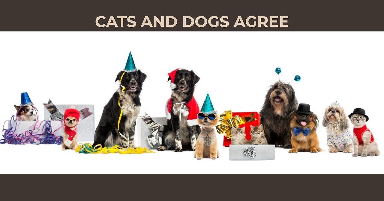 Barking Up the Right Tree Cats and Dogs in Comedy Gold