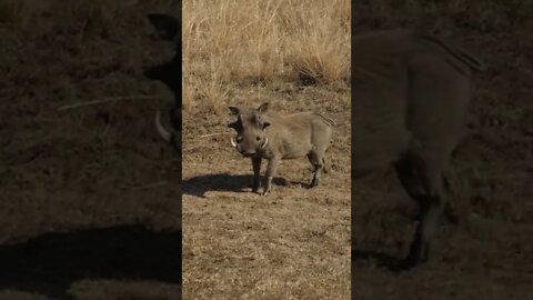 Meet the Fastest Pigs in the World! 🤔#shorts #safari #travel