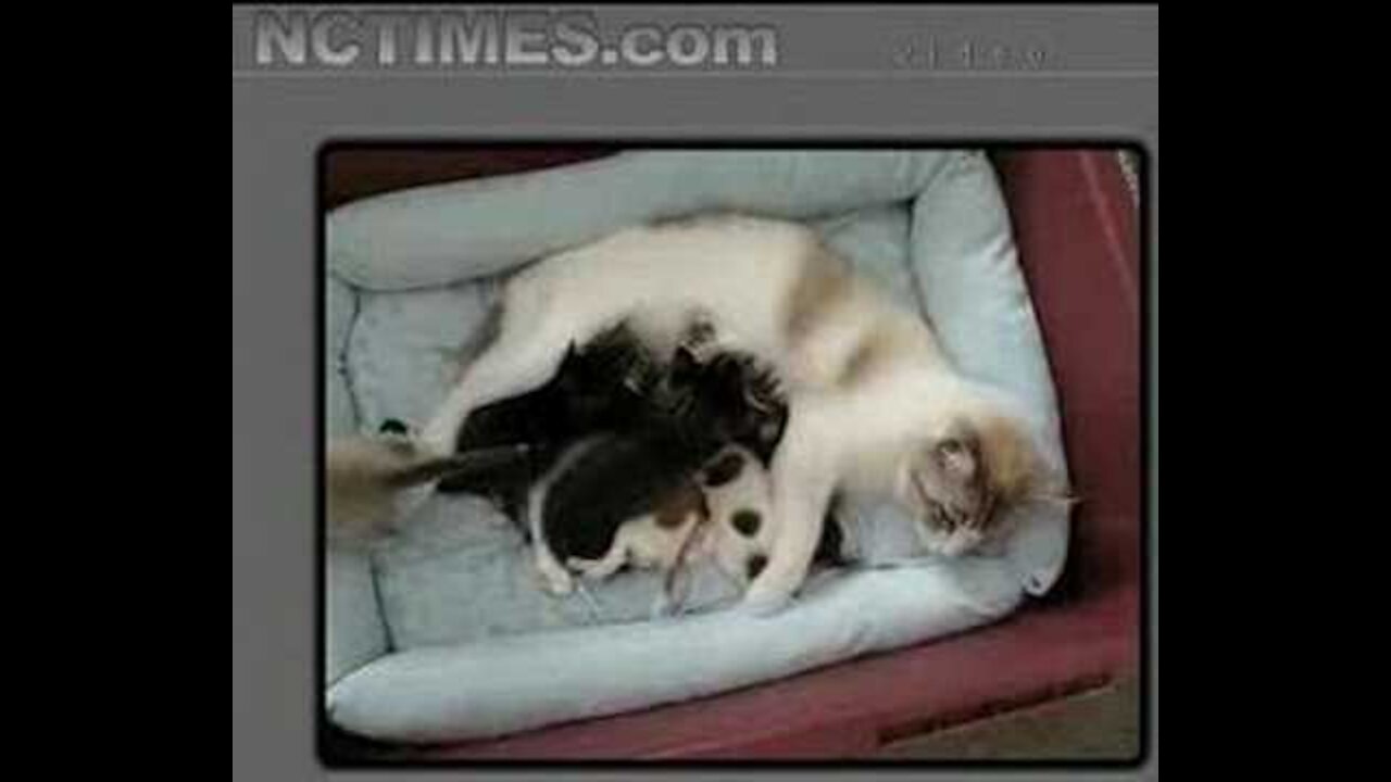 Amazing Mommy Cat Nurses Rejected New Born Chihuahua Puppies