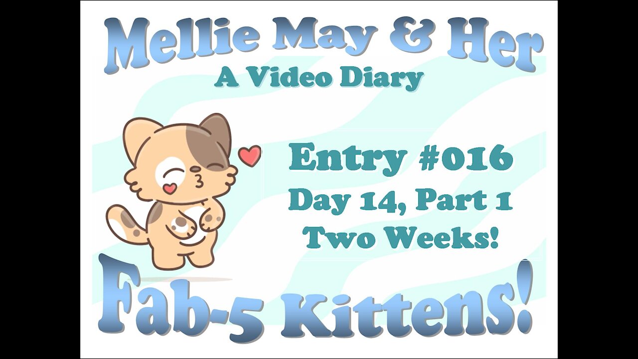 Video Diary Entry 016: Day 14, Part 1 - Two Weeks! Oops, Dropped The Phone