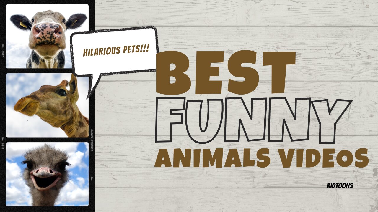 Best Funny Animals Videos - Kidtoons