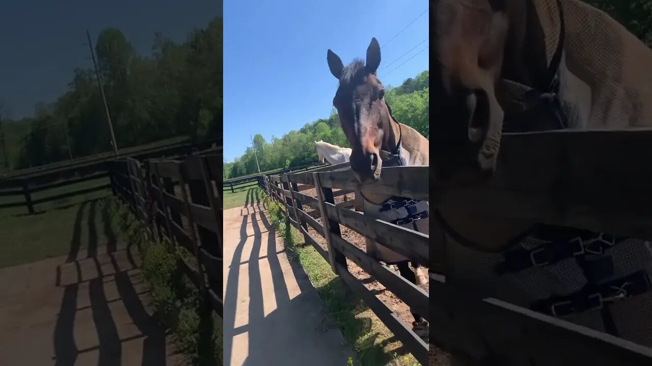 Pony time