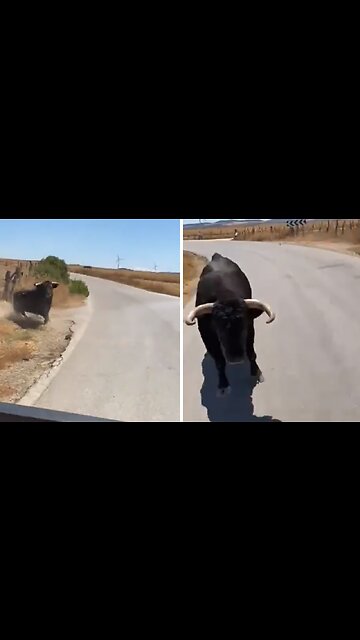 Raging Bull Headbutts Truck Full Of People