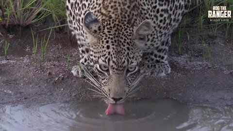 Scotia Female Leopard Away From Her Den