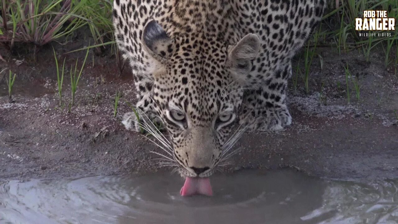 Scotia Female Leopard Away From Her Den