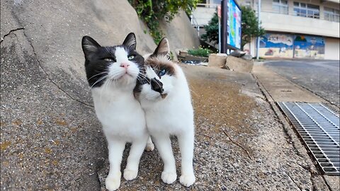 Cats walking together