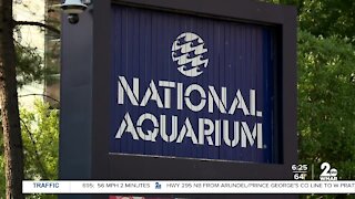 In Focus: As National Aquarium turns 40, a look back at its conservation journey