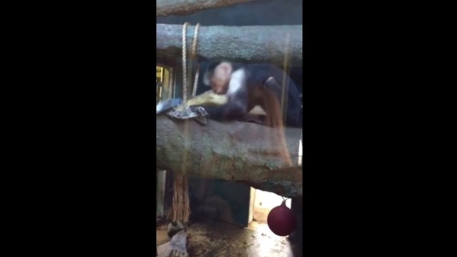 Hilarious monkey destroys newspaper at zoo