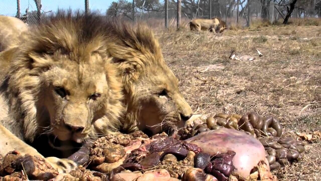 Antelope Park Big boys feeding