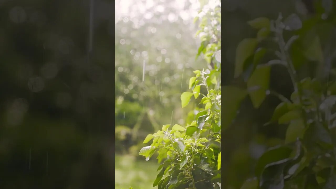 Rain بارش