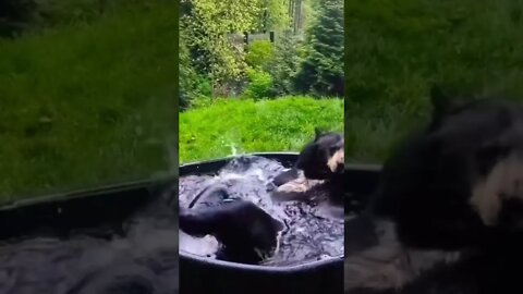 Bear Gone Wild!