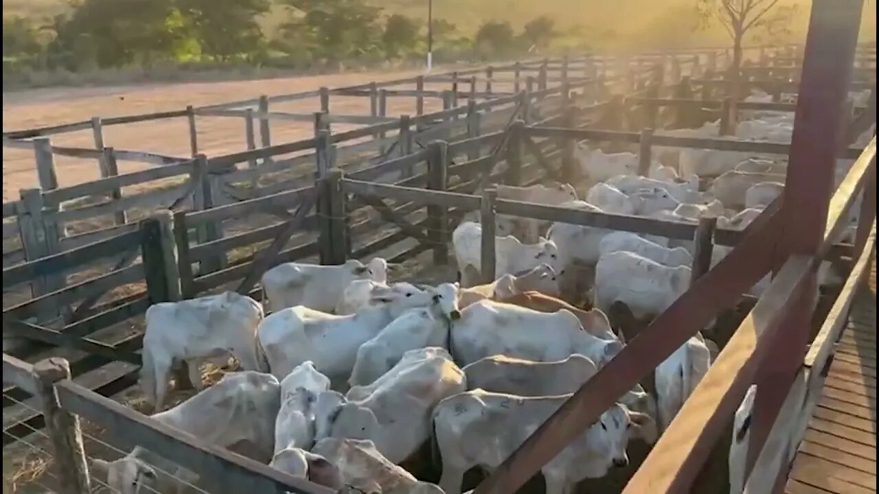 Matupá mostra a força da pecuária no Estado do MT