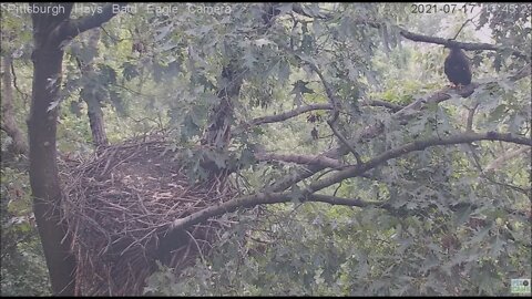Hays Juvenile H13 H14 visit nest again 7.17.21 17:43