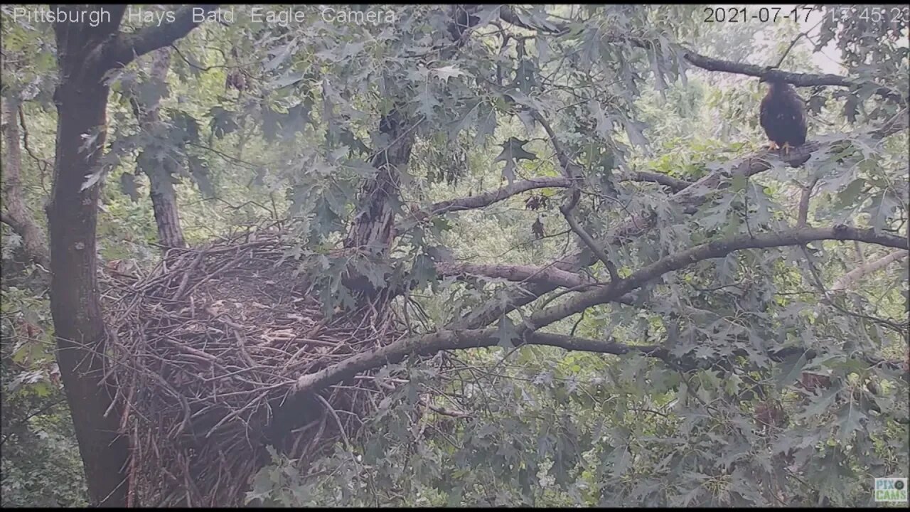 Hays Juvenile H13 H14 visit nest again 7.17.21 17:43