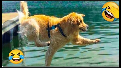 Funny animal video part-2 🤣🤣 !! Must watch 😂