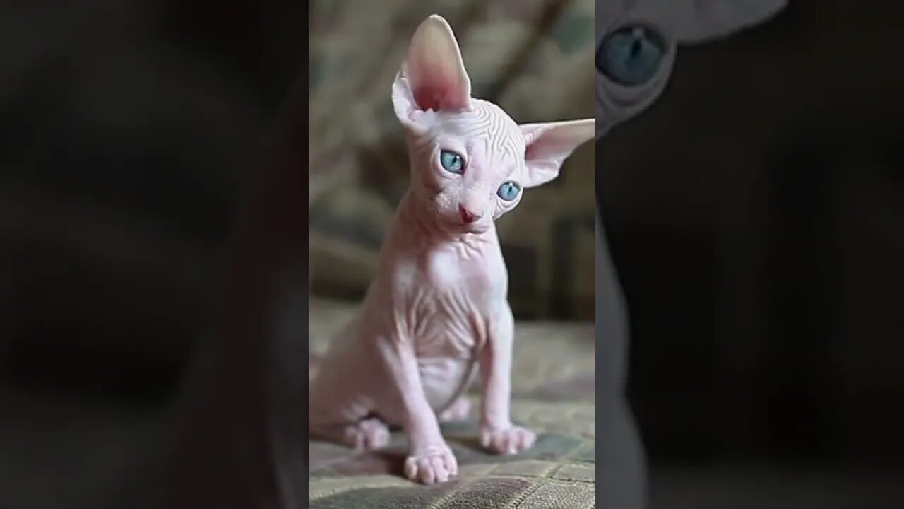 Cute Sphynx hairless cat egypt , Funny cute cats , #shorts, Funny Cute Pets Lovers