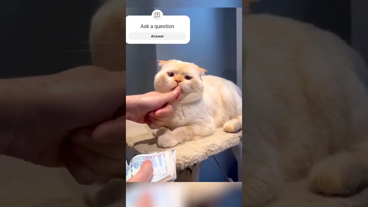 No need to spoke for counting cash 😆😆😜 #funny #funnyshorts #trynottolaugh #funnyclip#cat#comedyvideo