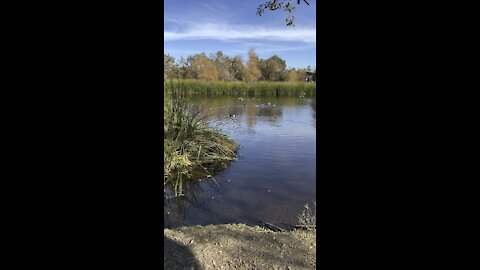 Heather Farms Pond