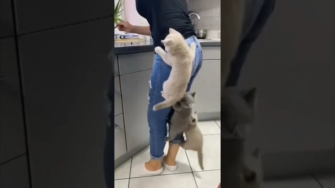 Kittens Climb Their Mom They Couldn’t Wait for Food #kittens #climb #their #mom #funnycats#shorts