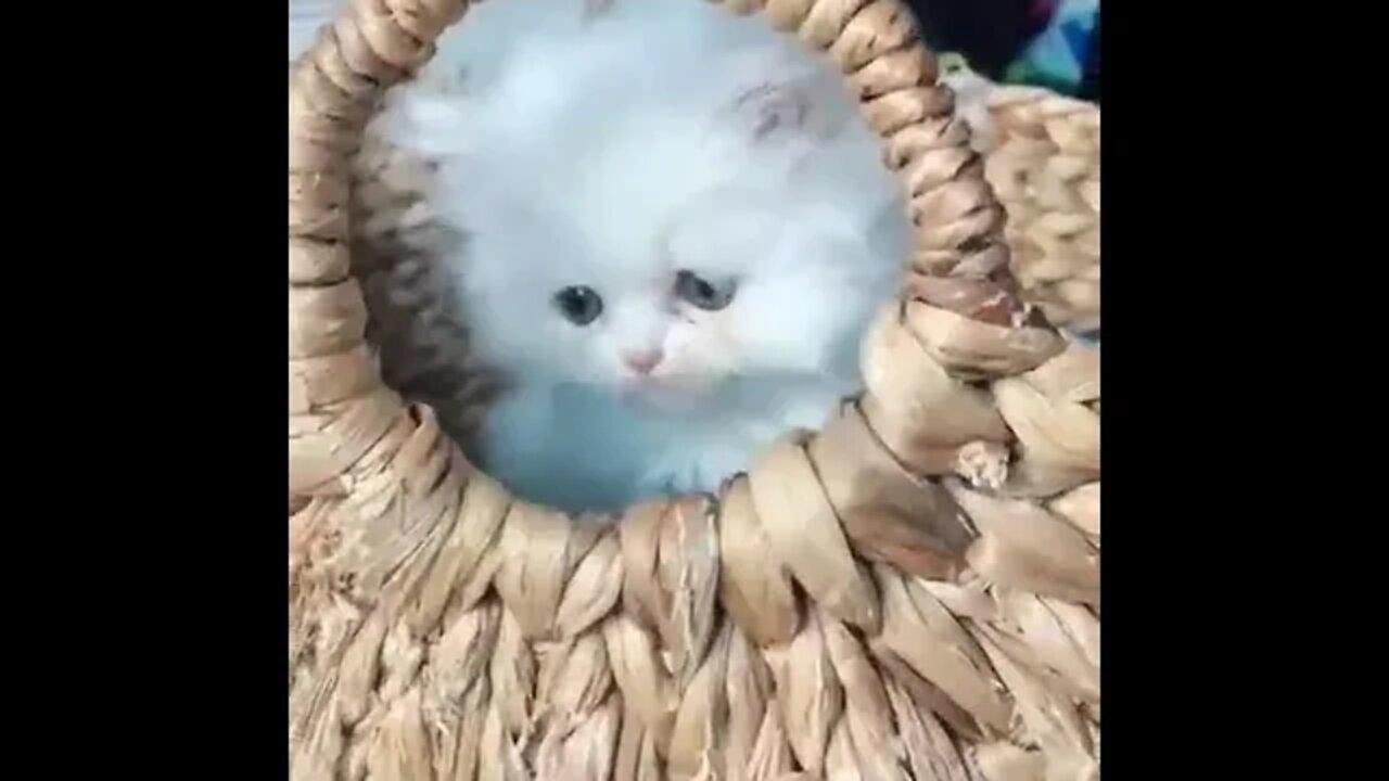 funny cat videos cute cat videos cute animals funny cats #shorts #shortsfunny #cutecat #funnycat
