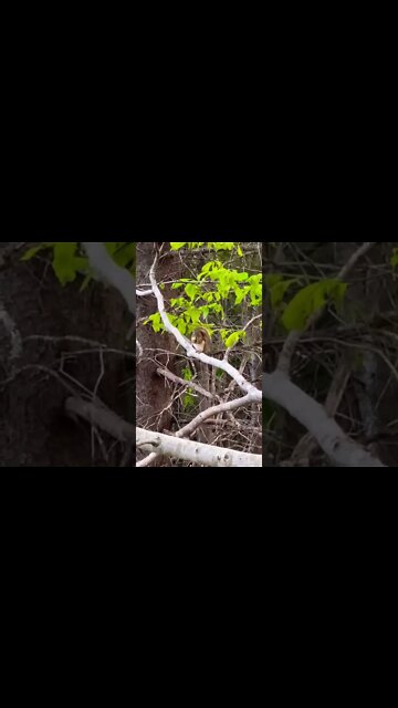 Squirrel eating some food