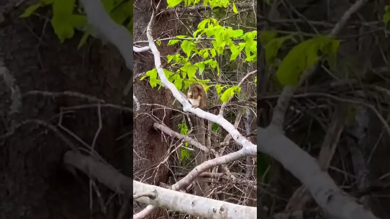 Squirrel eating some food