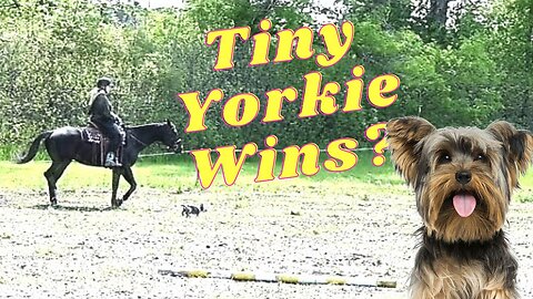 Tiny Yorkie Puppy Races A Horse And Wins!