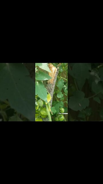 Gamer Garden Update First Squash Harvested #shorts #garden #gardening #gamergarden