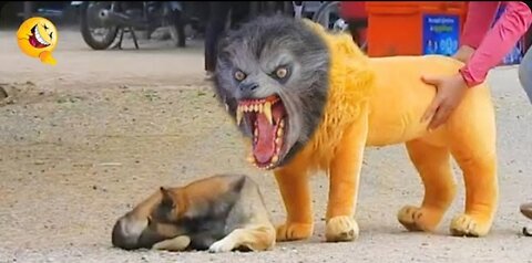 Troll pranks funny &fake lion and fake tiger prank to dog and huge box prank to dog