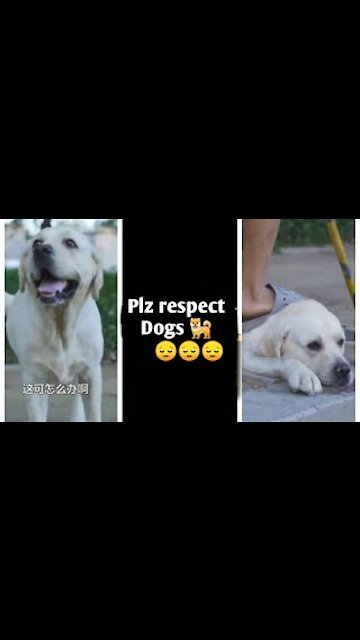 DOG SAVE BLIND MAN LIFE