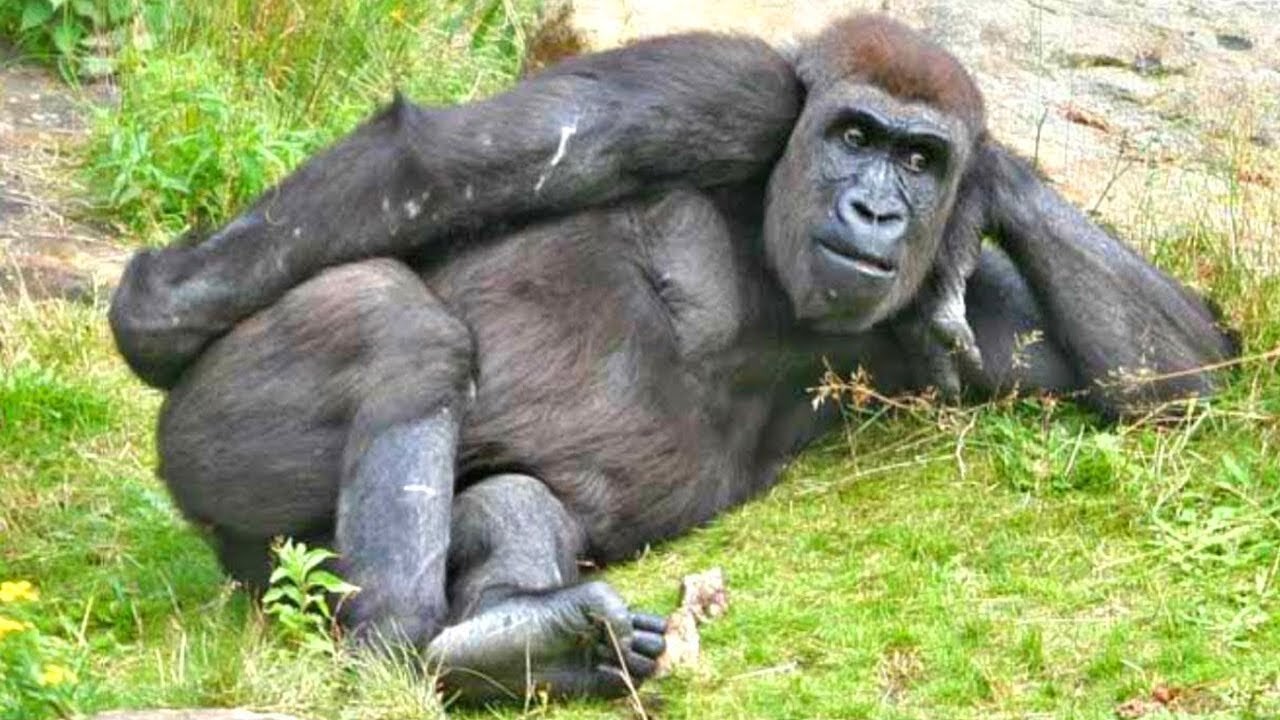 funny animals that always makes us Laugh👄👌