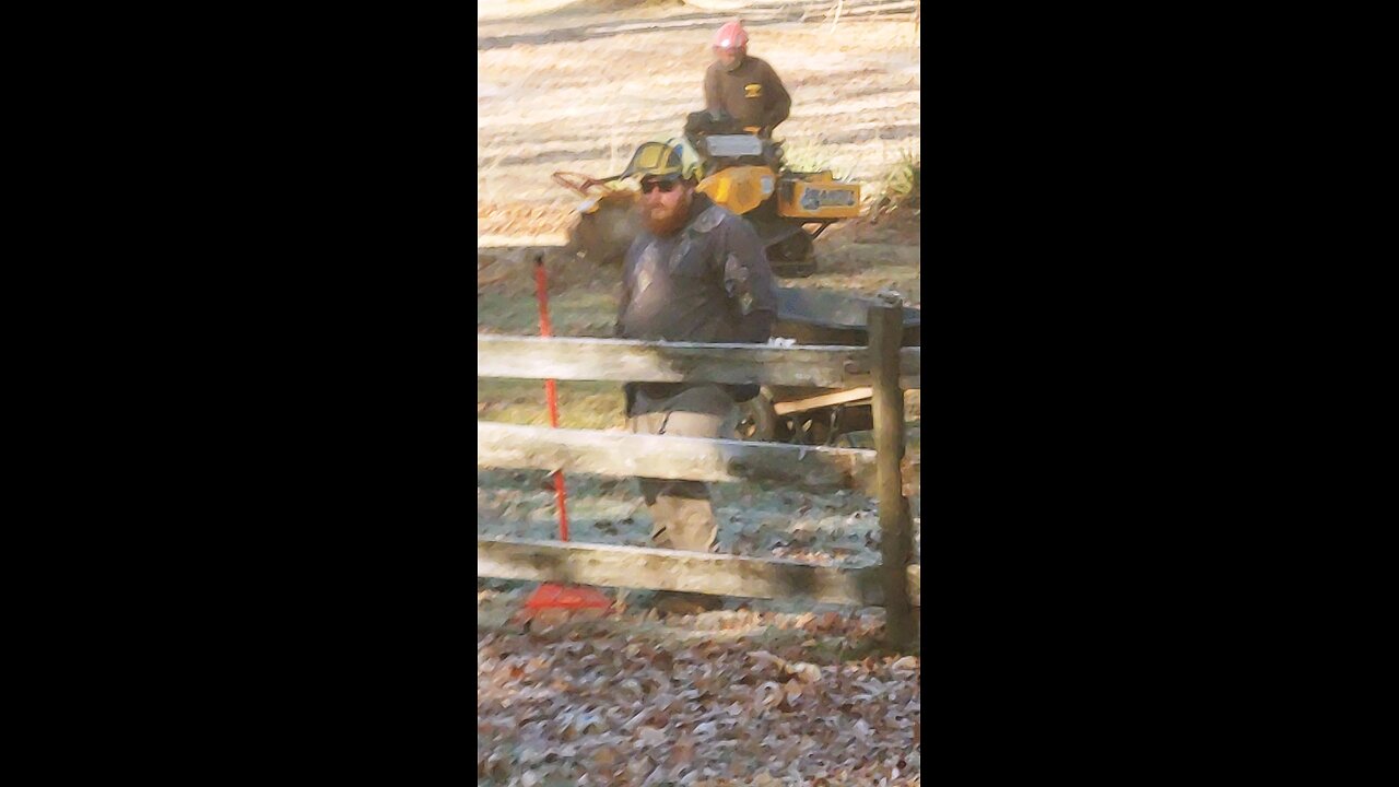 Tree felling