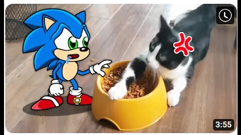 Sonic, Don't Touch My Food Cats Don't Want to Share Food