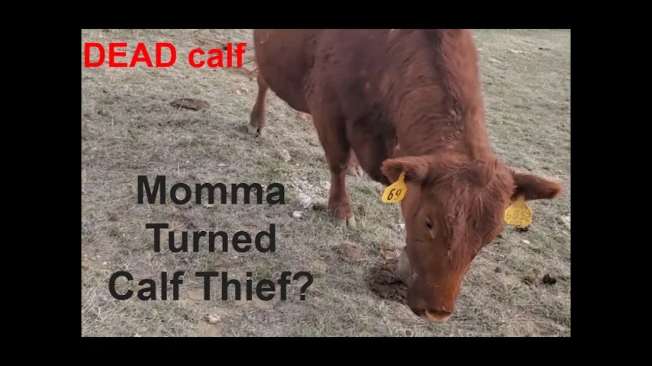 DEAD Calf | Mom Steals Calf? | Calving 2022 | Hashknife Ranch