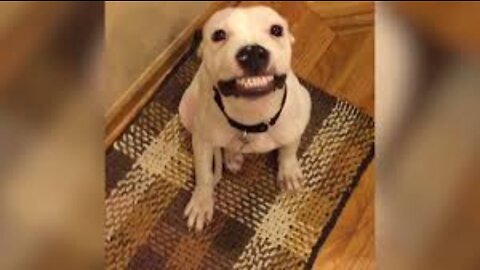 Try Not To Laugh Funny Videos 2022 🤣🤣 Watch Out When You Feed Fish