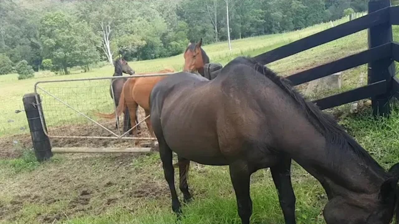Guarding Cleo's food while she eats. Keeping myself safe in the pasture