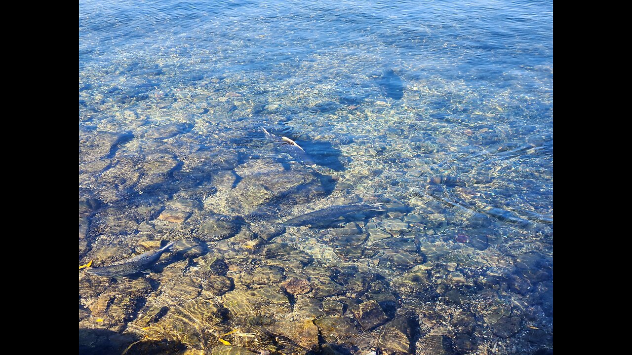 Fall Late Stage Salmon Swimming around Lake Michigan Shoreline