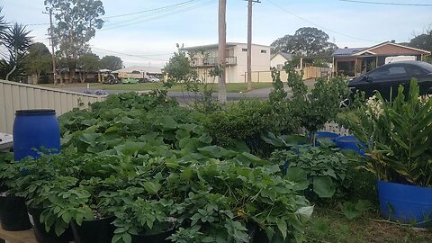 Front Garden Tour 24-11-2024