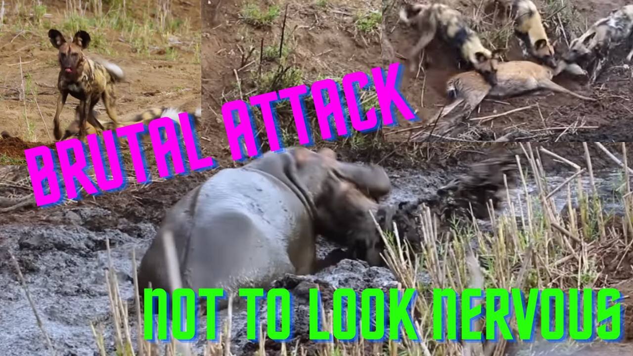 Angry hippo crushes antelope and hyenas