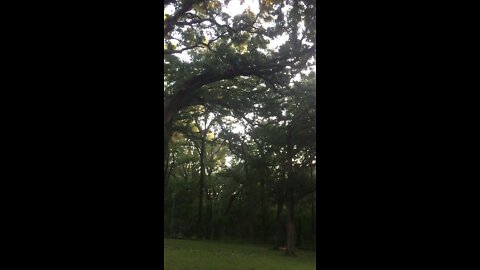 35' oak limb falling