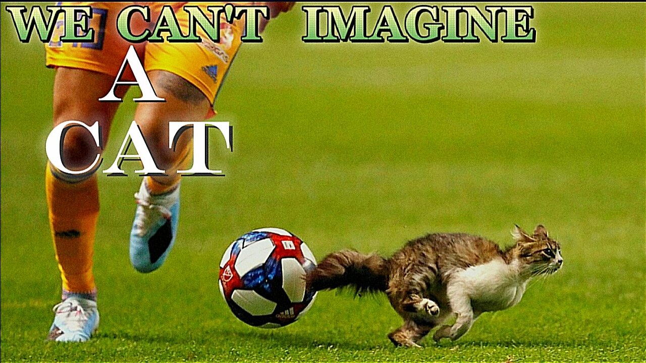 We can't imagine that a cat can do that🧐🙁 in Football game match | A cat can do anything.