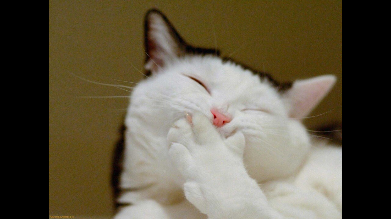 Cat is Funny