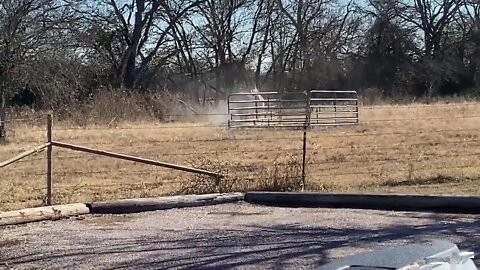 I Could Not Figure Out How My Horse Was Getting All White - Buddy Found My Burn Pile