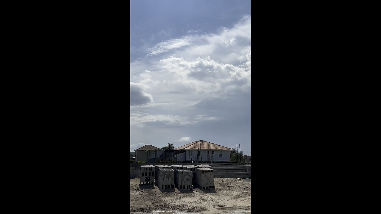 White Ibis grabs snack on South Marco Beach #WhiteIbis #SouthMarco #MarcoIsland #4K #DolbyVisionHDR