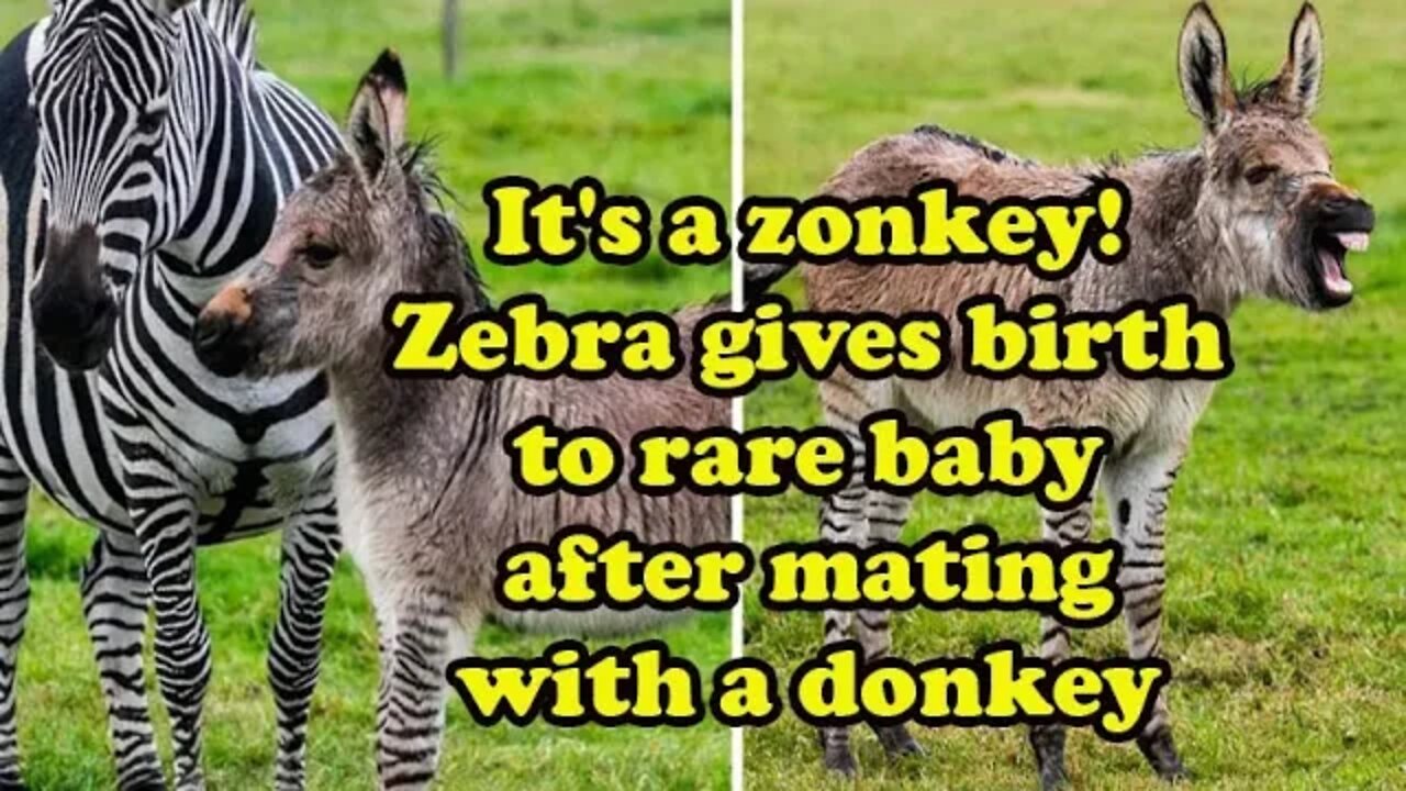 It's a zonkey Zebra gives birth to a rare baby after mating with a donkey