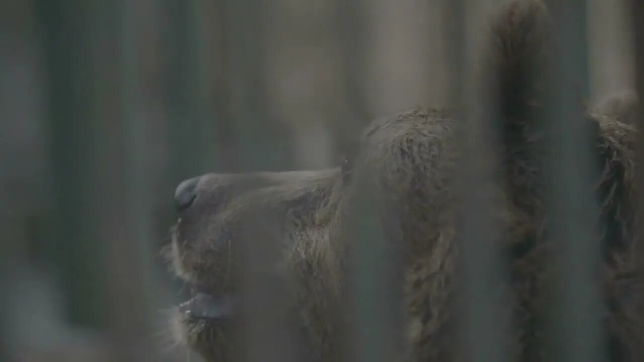 brown Bear In A Cage