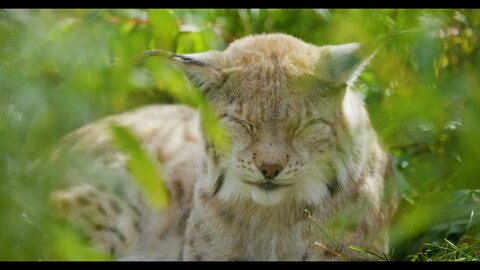 European lynx lying in the grass sleeping