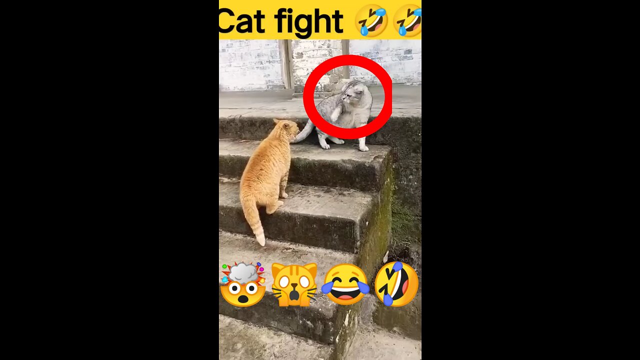 Two little cute CAT Fight😁😁 || Funniest video of all time